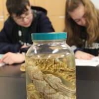 students working on herpetology event